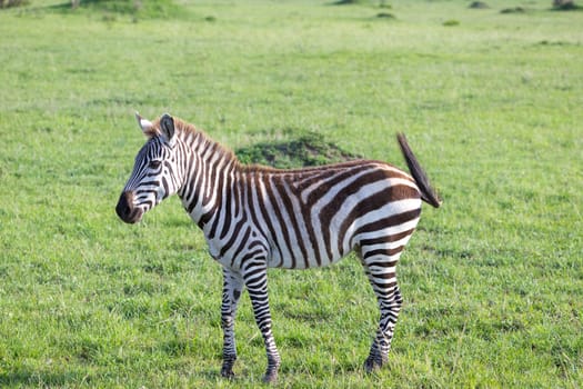 One little zebra in the savannah of Kenya