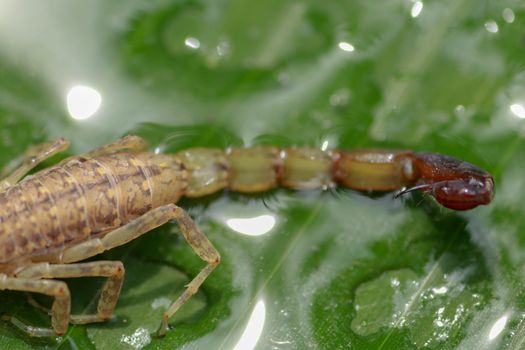 Close up of the tail and stinger of Leiurus hebraeus, the Hebrew deathstalker or Israeli yellow scorpion. A deadly scorpion that can kill a human.