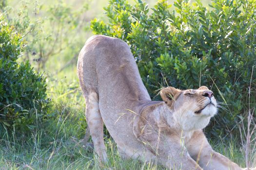 One lioness stretches out after a long lie