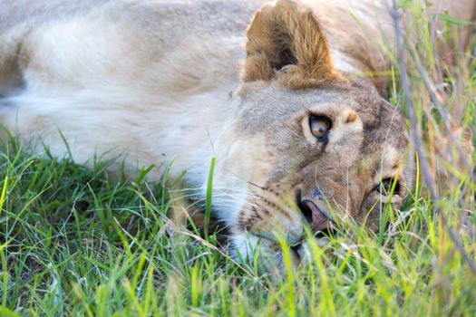 The closeup of a lioness trying to rest in the grass