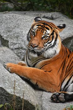 Close up front portrait of one Indochinese tiger (Panthera tigris tigris) resting and looking at camera over rocks and green forest foliage, high angle view