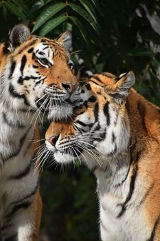 Close up front portrait of two young female Amur (Siberian) tigers looking at camera over green forest background, low angle view