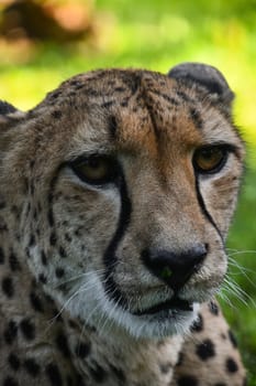 Extreme close up portrait of cheetah (Acinonyx jubatus) looking at camera over green background, high angle view