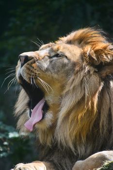 Close up portrait of male African lion yawning, high angle view