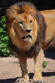 Close up portrait of cute male African lion with beautiful mane, alerted and looking up at camera, high angle view
