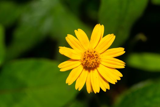 The Exotic flowers of the island of Madagascar