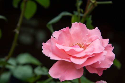 The Exotic flowers of the island of Madagascar