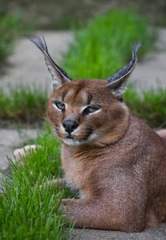 Close up front portrait of caracal resting on ground and looking at camera, high angle view