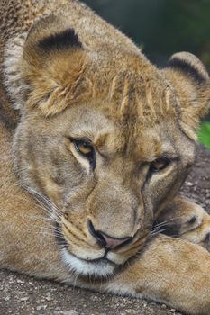 Close up portrait of beautiful mature female African lioness looking at camera, high angle view