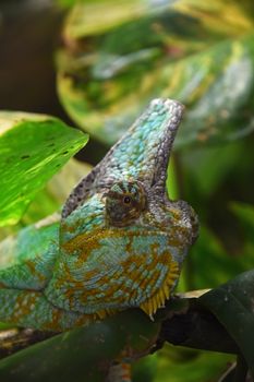 Close up profile portrait of Yemen veiled chameleon (Chamaeleo calyptratus) in green leaves, low angle, side view