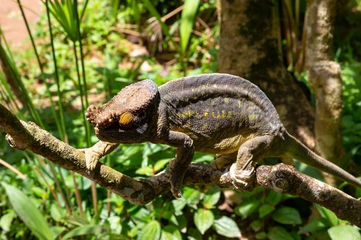 One Colorful chameleon on a branch in a national park on the island of Madagascar