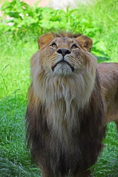 Close up portrait of cute male African lion with beautiful mane, alerted and looking up at camera, high angle view