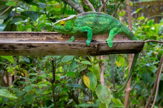 One chameleon in close-up in a national park on Madagascar