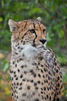 Close up portrait of cheetah (Acinonyx jubatus) looking at camera, low angle view