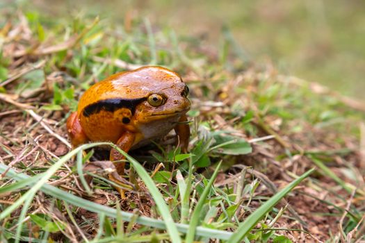 One large orange frog is sitting in the grass