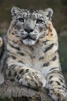Close up front portrait of snow leopard (ounce, Panthera uncia) looking at camera, low angle view