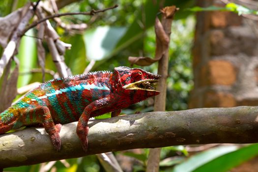 One Colorful chameleon on a branch in a national park on the island of Madagascar