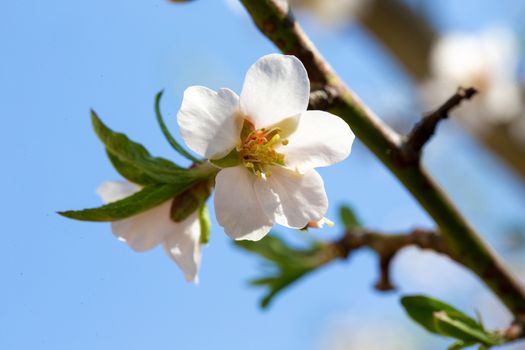 The white blossom from an almond tree