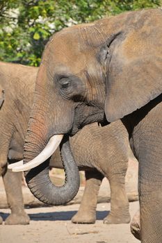 Close up side profile portrait of African elephant with tusk looking at camera over background of green trees, low angle view