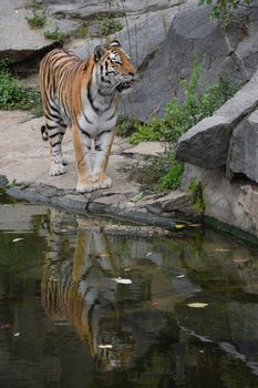 Full length portrait of Siberian (Amur) tiger walking by water edge in zoo enclosure and looking up at camera, high angle view