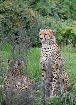 Close up couple of cheetahs resting in green grass and looking at camera, low angle front view