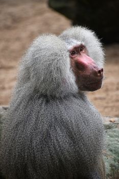 Close up rear side view of Hamadryas baboon male looking up at camera, high angle view
