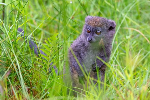 One bamboo lemur between the tall grass looks curious