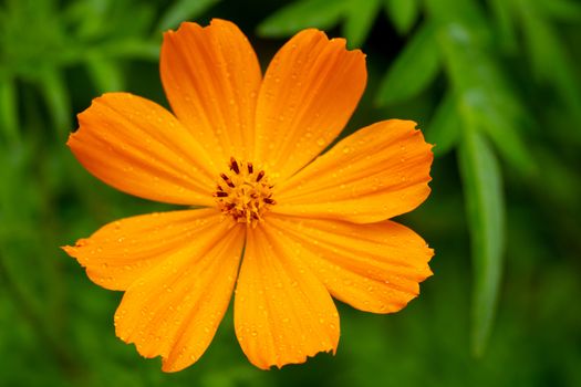 The Exotic flowers of the island of Madagascar