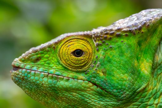 One chameleon in close-up in a national park on Madagascar