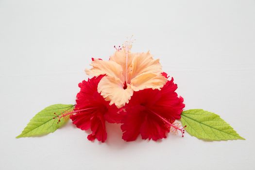 Colorful flowers with green leaves as decoration