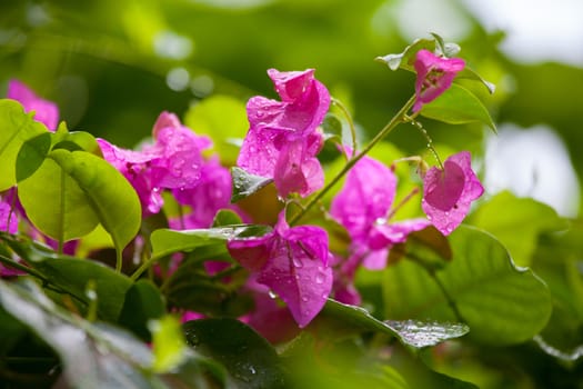 Colorful exotic flowers on trees with green leaves
