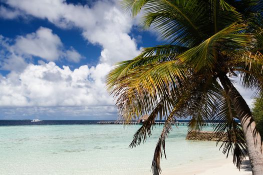 View to the beach with green palm leaves