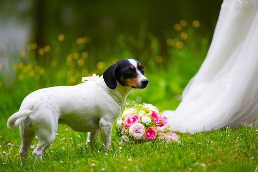 One small dog is playing on a green meadow