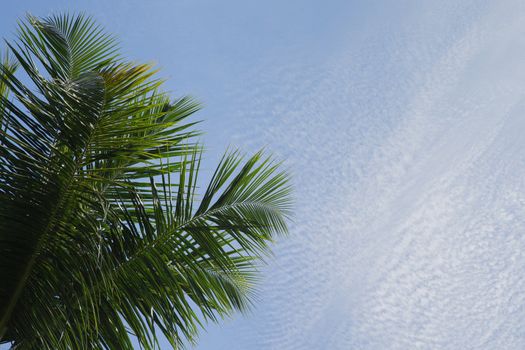 Bly sky with clouds and a green palm leave
