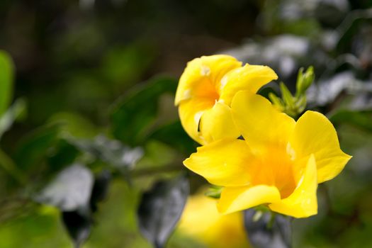 Local exotic flowers very colorfull and beautiful