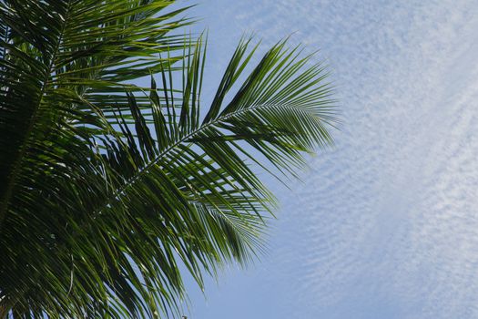 Bly sky with clouds and a green palm leave