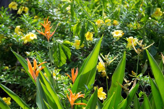 Local exotic flowers very colorfull and beautiful