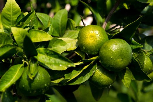 A tangerine trees with unripe fruits and green leaves