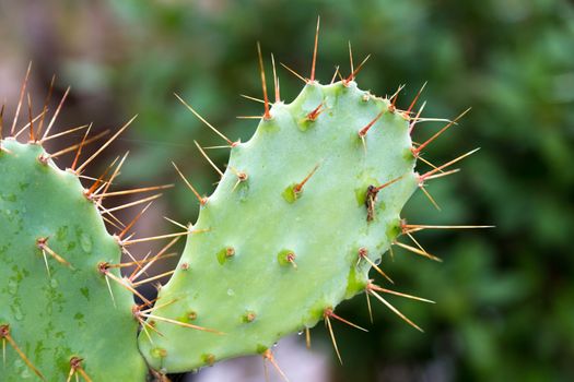 The green cactus plant with many spikes