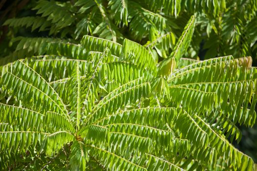 Green exotic plants