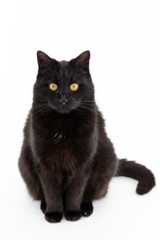 Beautiful black cat poses on a white background