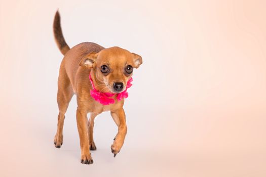 A Studio shot of small dog on a white background