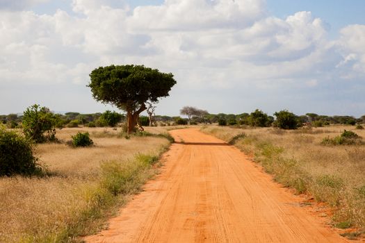 A way with red soil throught the savanna with a lot of trees and green plants