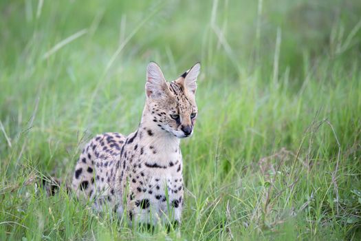 A serval cat in the grassland of the savannah in Kenya