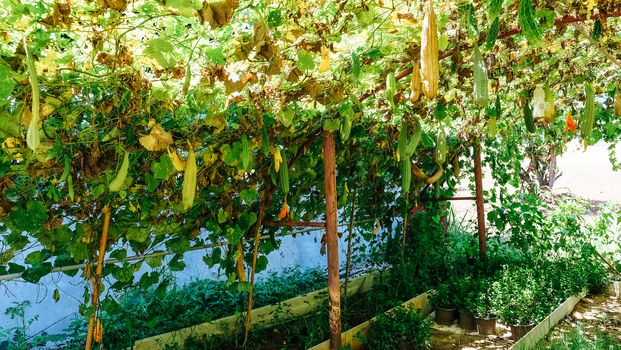 Image of Fresh Green long Cucumber on a branch in greenhouse