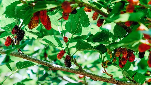 Image of Fresh mulberries on the branch in farm