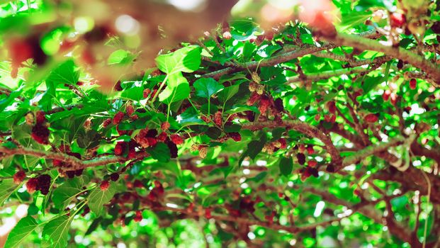 Image of Fresh mulberries on the branch in farm