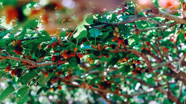 Image of Fresh mulberries on the branch in farm