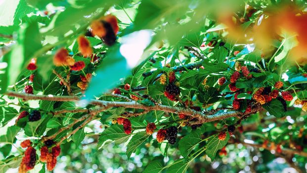 Image of Fresh mulberries on the branch in farm