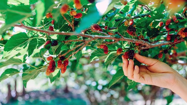 Close-up of hand picking ripe blackberries on the branch in farm
